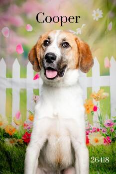 Hound Dogs Available for Adoption in Oak Ridge, Tennessee - Cooper | PetCurious