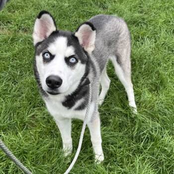 Rescue Siberian Husky Dogs for Adoption in Quakertown, Pennsylvania - Mike | PetCurious