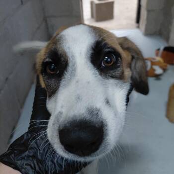 CSAS-Stray-855 -  Shepherd and Great Pyrenees Dog for Adoption in Springtown, Texas - CSAS-Stray-855 | PetCurious