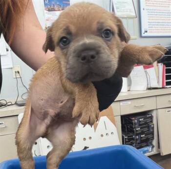 MIKE -  Mixed Breed Dog for Adoption in Dallas, Texas - MIKE | PetCurious