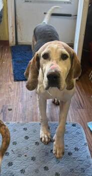 Treeing Walker Coonhound Dogs Available for Adoption - Howie | PetCurious