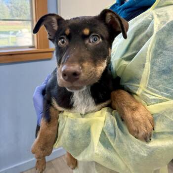 Mixed Breed Dogs Available for Adoption - Ozzy | PetCurious