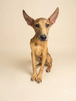 SNOOP DOG -  Mixed Breed Dog for Adoption in Jacksonville, Florida - SNOOP DOG | PetCurious