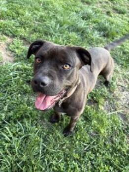 Black Labrador Retriever Dogs Available for Adoption - Chocolate Chip | PetCurious