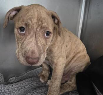 MOE -  American Staffordshire Terrier and Mixed Breed Dog for Adoption in Tallahassee, Florida - MOE | PetCurious