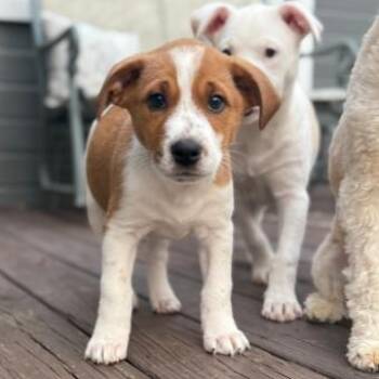 Retriever Dogs Available for Adoption - Tiger | PetCurious