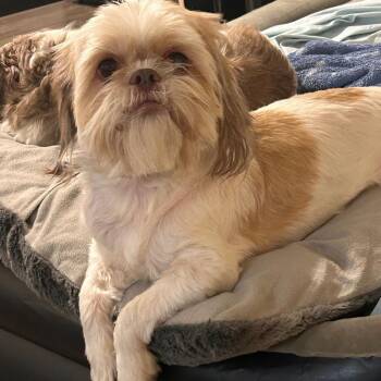 Rooster -  Shih Tzu Dog for Adoption in Tyler, Texas - Rooster | PetCurious