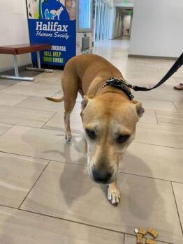 Mona Lisa - 1 -  Pit Bull Terrier and Mixed Breed Dog for Adoption in Daytona Beach, Florida - Mona Lisa - 1 | PetCurious