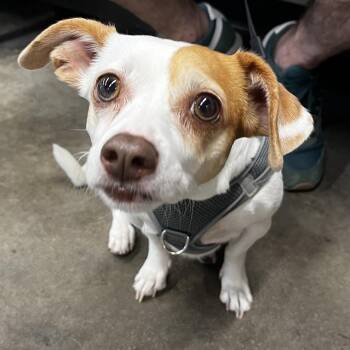 Jack Russell Terrier and Chihuahua Dogs Available for Adoption in Tampa, Florida - Piglet | PetCurious