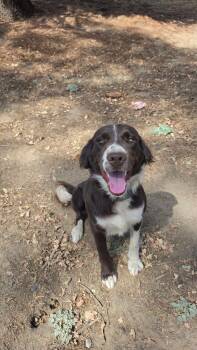 Chandler -  Border Collie Dog for Adoption in Coarsegold, California - Chandler | PetCurious