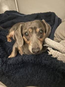 Belle LA -  Dachshund Dog for Adoption in Baltimore, Maryland - Belle LA | PetCurious