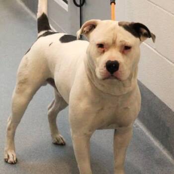 26-00661 FAT BOY -  Pit Bull Terrier Dog Available for Adoption in Fredericksburg, Virginia - 26-00661 FAT BOY | PetCurious