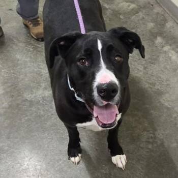 Mixed Breed Dogs Available for Adoption in Philadelphia, Pennsylvania - Gru | PetCurious