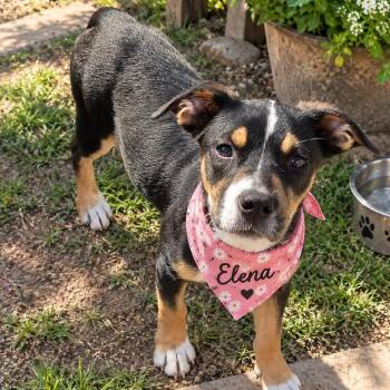 Olive -  Australian Cattle Dog Blue Heeler and Dachshund Dog for Adoption in Sacramento, California - Olive | PetCurious