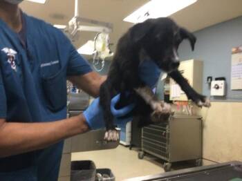 A1934131 -  German Shepherd Dog Dog for Adoption in Riverside, California - A1934131 | PetCurious
