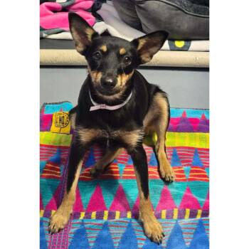 Pepper -  Chihuahua and Miniature Pinscher Dog for Adoption in Boulder, Colorado - Pepper | PetCurious