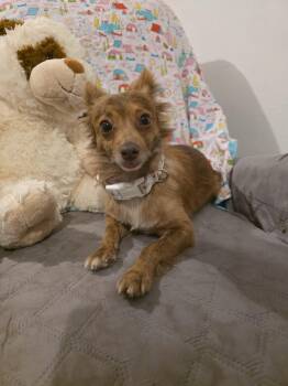 Chihuahua Dogs Available for Adoption in Virginia Beach, Virginia - Pamela | PetCurious