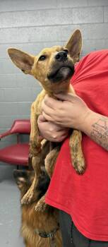 Dingo -  Terrier Dog for Adoption in Campbellsville, Kentucky - Dingo | PetCurious