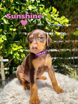 Sunshine -  Doberman Pinscher Dog for Adoption in Los Angeles, California - Sunshine | PetCurious