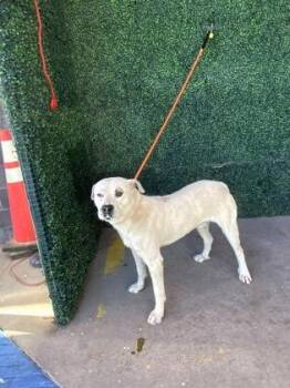 Boxer and Mixed Breed Dogs Available for Adoption in El Paso, Texas - 60837461 | PetCurious