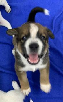 Rescue Mixed Breed Dogs for Adoption in Shelby, North Carolina - Chunky Monkey | PetCurious