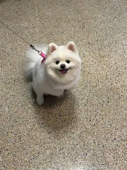 Pomeranian Dogs Available for Adoption in Doral, Florida - TOKYO | PetCurious