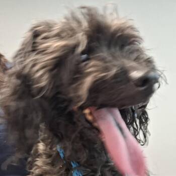 Poodle Dogs Available for Adoption in Philadelphia, Pennsylvania - Genius | PetCurious