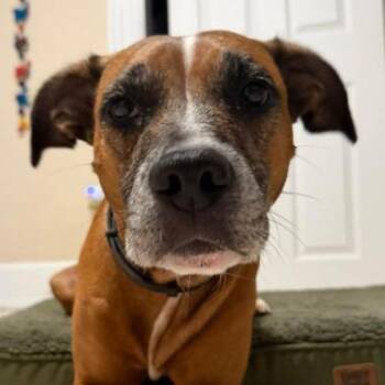 LIBBY -  Boxer Dog for Adoption in Largo, Florida - LIBBY | PetCurious