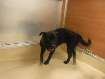 Rescue Terrier and Mixed Breed Dogs for Adoption in Doral, Florida - TALIA | PetCurious