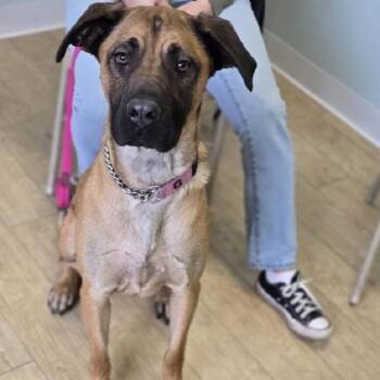 SASSY -  Black Mouth Cur Dog for Adoption in Scottsburg, Indiana - SASSY | PetCurious