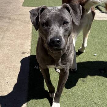 Rescue American Staffordshire Terrier Dogs for Adoption in Grand Junction, Colorado - Liz Taylor | PetCurious