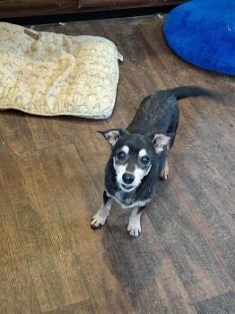 Rescue Terrier and Dachshund Dogs for Adoption in Dover, Arkansas - Chester | PetCurious