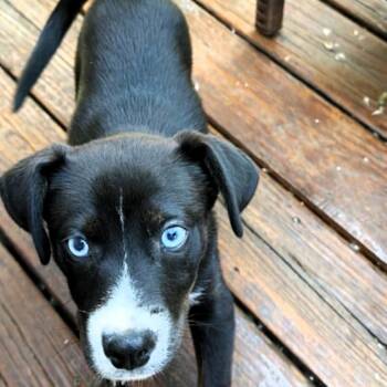 Chicago -  Labrador Retriever and Border Collie Dog for Adoption in Michigan City, Indiana - Chicago | PetCurious