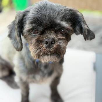 Mike -  Shih Tzu Dog for Adoption - Mike | PetCurious