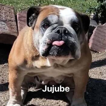 English Bulldog Dogs Available for Adoption in Spring Hill, Kansas - Jujube | PetCurious