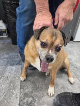 Boots -  Mixed Breed Dog for Adoption in Oxford, North Carolina - Boots | PetCurious