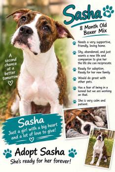 Sasha -  Boxer Dog for Adoption in York, Nebraska - Sasha | PetCurious
