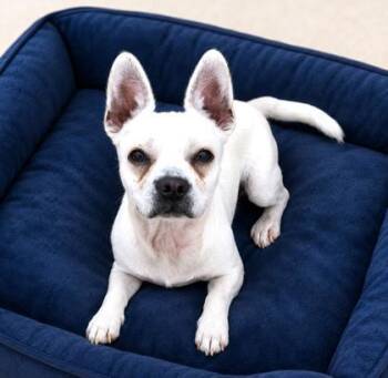 Lance -  French Bulldog and Chihuahua Dog for Adoption in Long Beach, Washington - Lance | PetCurious