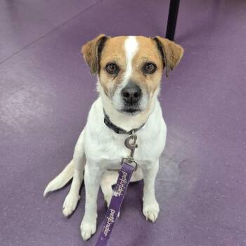 Jack Russell Terrier and Beagle Dogs Available for Adoption in Rochester Hills, Michigan - Gretchen | PetCurious