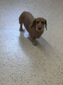 Quixote -  Dachshund Dog for Adoption in York, South Carolina - Quixote | PetCurious