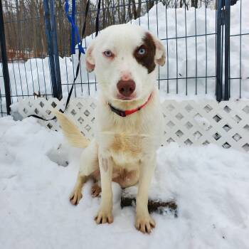 Labrador Retriever and Australian Shepherd Dogs Available for Adoption - Chance  Blue Eyes  | PetCurious