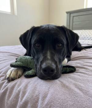 Dottie -  Great Dane and Black Labrador Retriever Dog for Adoption in Claremont, California - Dottie | PetCurious
