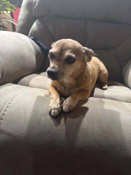 Rescue Chihuahua Dogs for Adoption in Milton, Georgia - Senora Snuggles | PetCurious