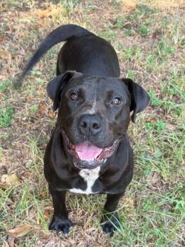 Betty Lou --Courtesy Post. Out of town pet. See below for detail -  Pit Bull Terrier Dog for Adoption in Eagle, Idaho - Betty Lou --Courtesy Post. Out Of Town Pet. See Below For Detail | PetCurious