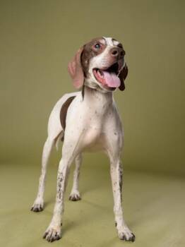 German Shorthaired Pointer and Mixed Breed Dogs Available for Adoption in Atlanta, Georgia - Sir Walter | PetCurious