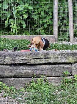 Myles -  Beagle Dog for Adoption in Woodsfield, Ohio - Myles | PetCurious