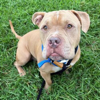 Pound Cake -  Pit Bull Terrier and Mixed Breed Dog for Adoption in Saint Joseph, Missouri - Pound Cake | PetCurious