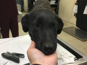 Rescue Labrador Retriever and Mixed Breed Dogs for Adoption in Riverside, California - DAISY | PetCurious