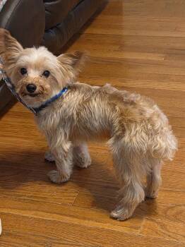 OLLIE WOOD -  Yorkshire Terrier Dog for Adoption in Troutman, North Carolina - OLLIE WOOD | PetCurious