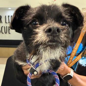 Terrier Dogs Available for Adoption in Los Angeles, California - Todd A2270901 | PetCurious